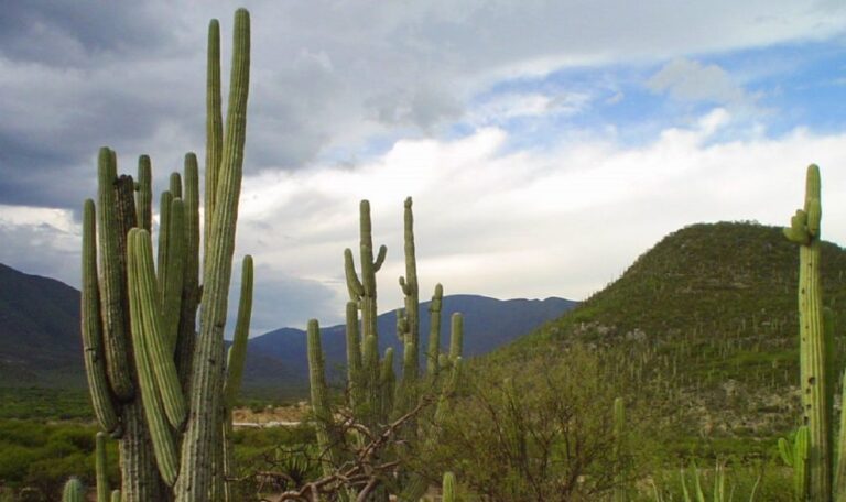 Fauna y flora de sierra mixteca son afectadas por la destrucción del medio ambiente