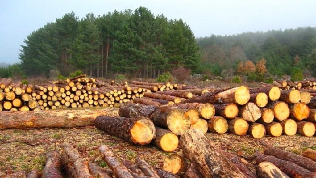 Gobierno no puede frenar tala de árboles en Ciudad de México