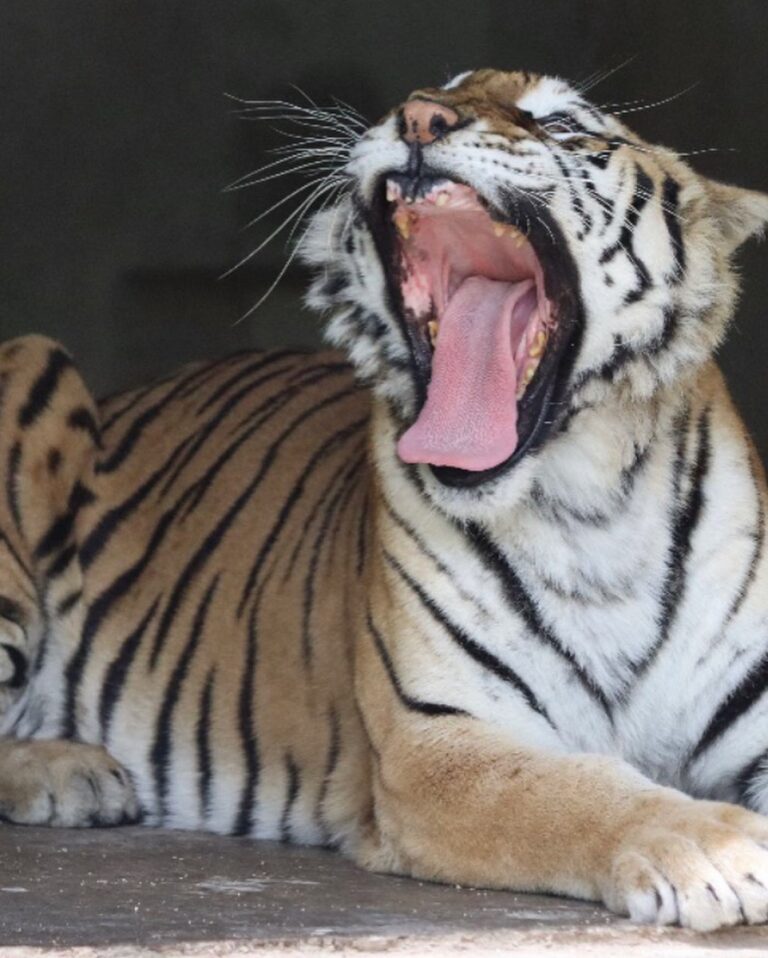 Tras ataque de tigre a joven piden renuncia de funcionario de Profepa