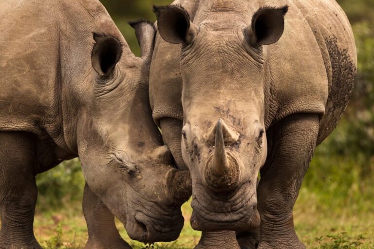 ONG compra la granja de rinocerontes más grande del mundo