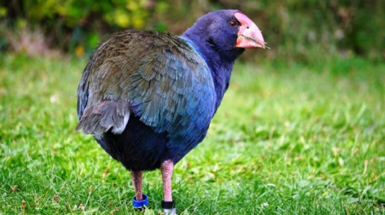 Ave takahé regresa a su hábitat en Nueva Zelanda