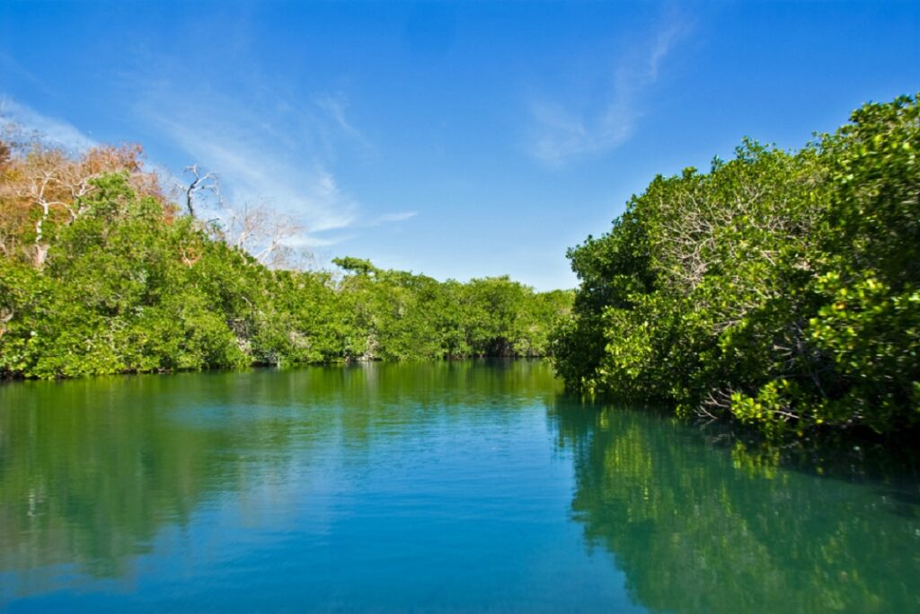 Bióloga marina crea índice de amenaza de los manglares