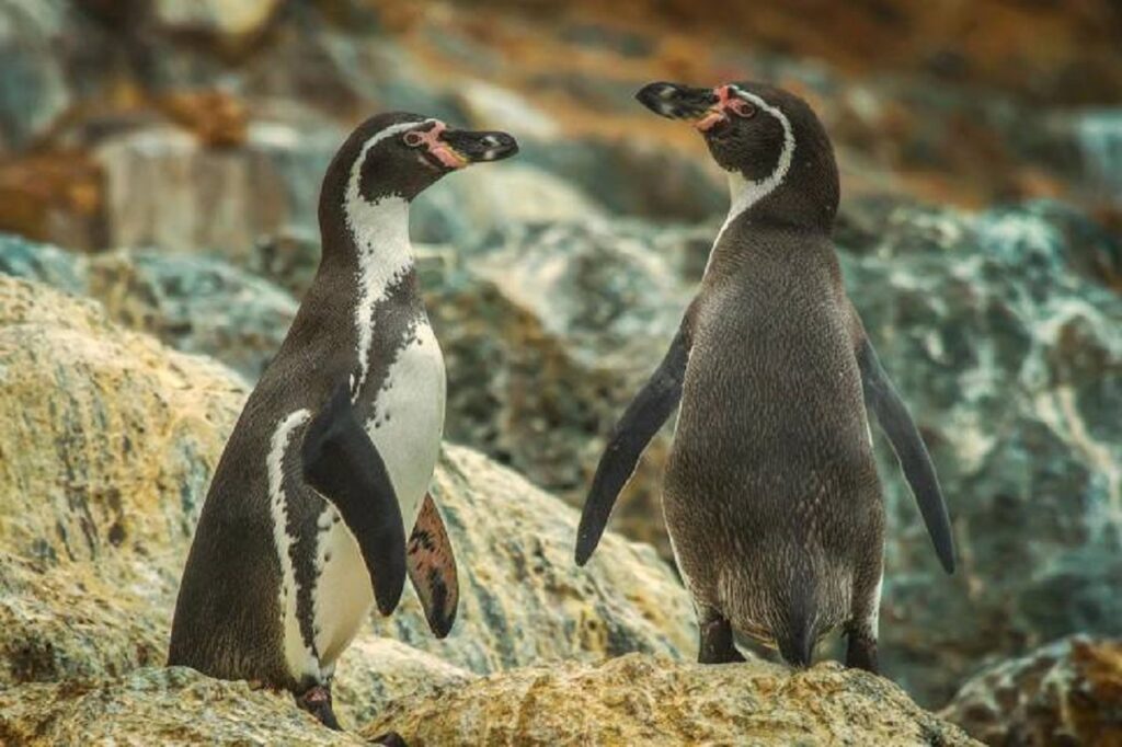 Chile lanza plan para proteger al Pingüino de Humboldt
