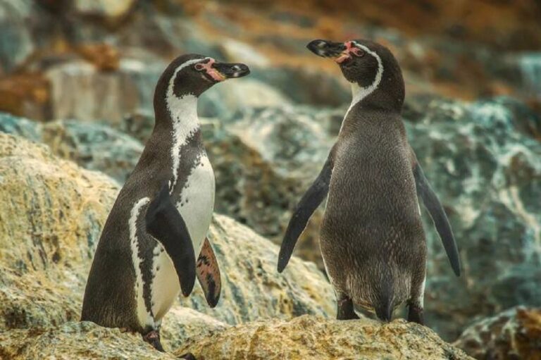 Chile lanza plan para proteger al Pingüino de Humboldt