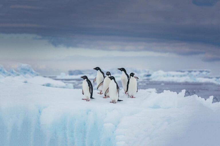 Prevén desaparición de glaciares Patrimonio de la Humanidad para 2050