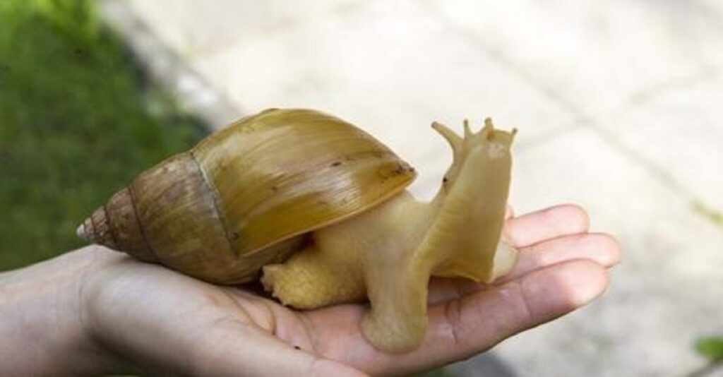 Alertan sobre invasión de especies exóticas invasoras a nivel global