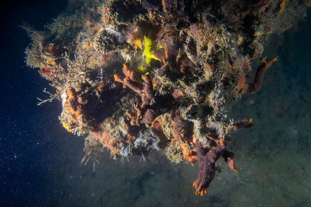Greenpeace lanza reporte inédito sobre arrecifales veracruzanos; pide cancelar gasoducto “Puerta al Sureste”