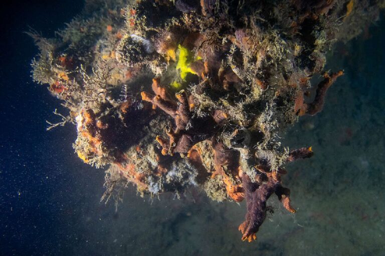 Greenpeace lanza reporte inédito sobre arrecifales veracruzanos; pide cancelar gasoducto “Puerta al Sureste”