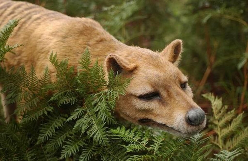 Mutilación del árbol de la evolución pone en riesgo a la humanidad