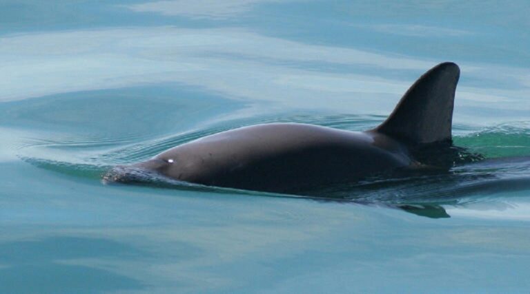 Alertan UNESCO sobre extinción del hábitat de la vaquita marina