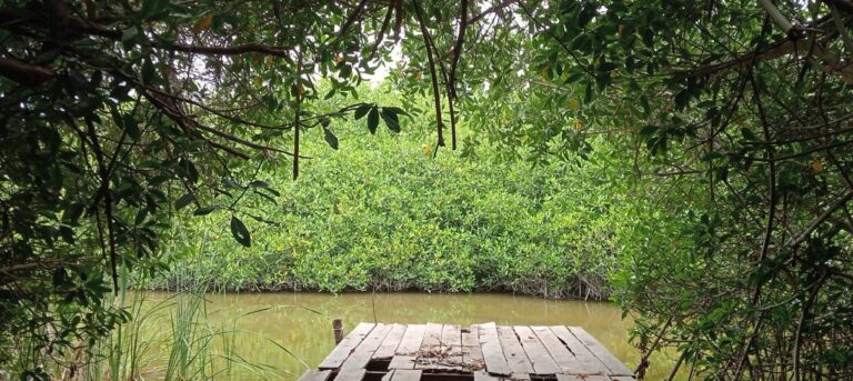 Buscan captar carbono de la Laguna de Cuyutlán