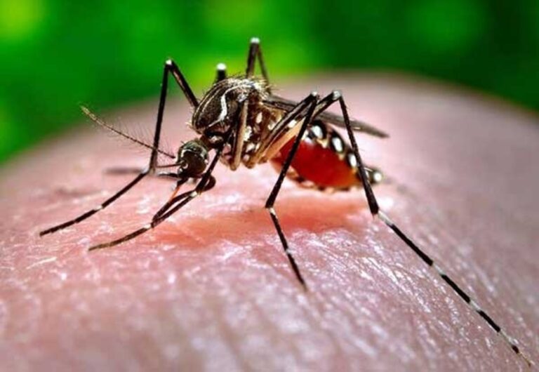 Dengue se expande por el cambio climático