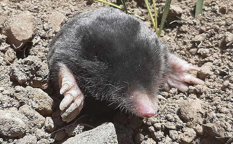 Descubren dos nuevas especies de topo en Turquía