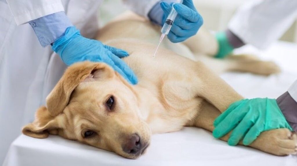 Experimentación con animales para estudiar la diabetes debe terminarse