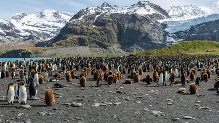 Afectaciones en los animales por el cambio climático