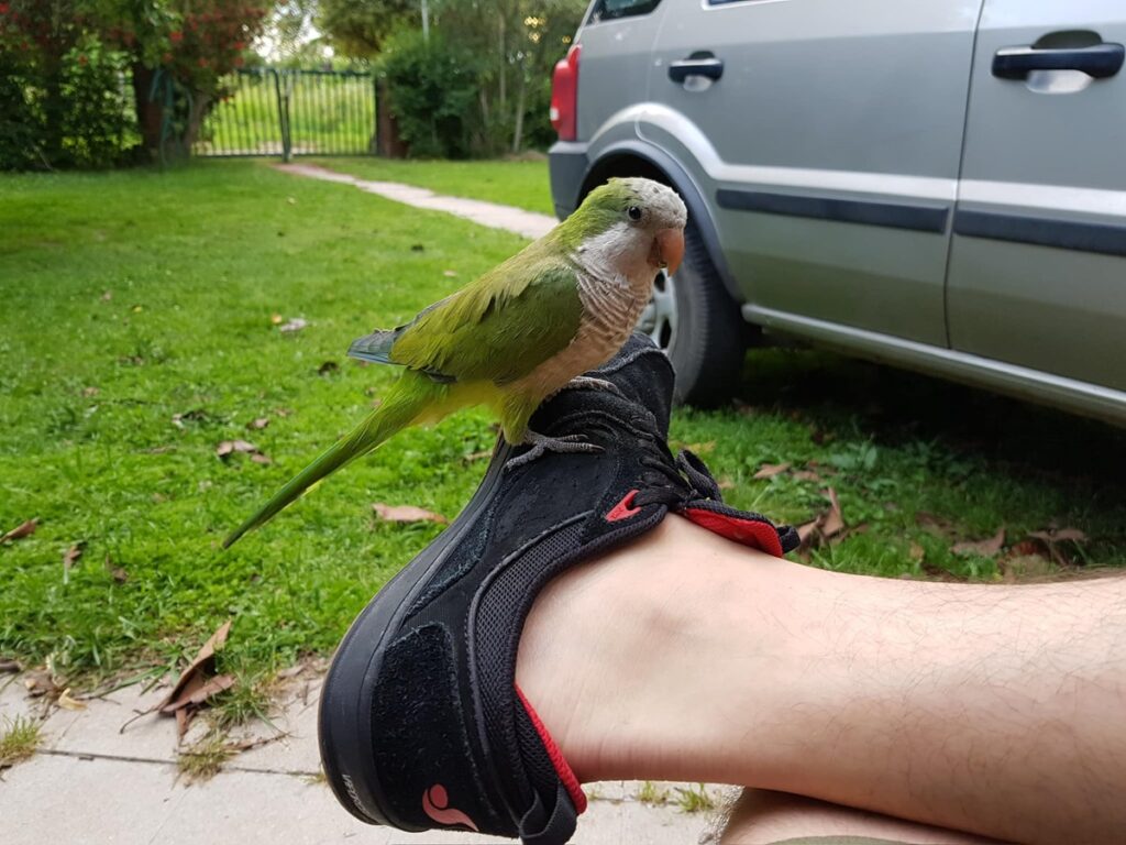 Revelan que Cotorras argentinas es una especie invasora