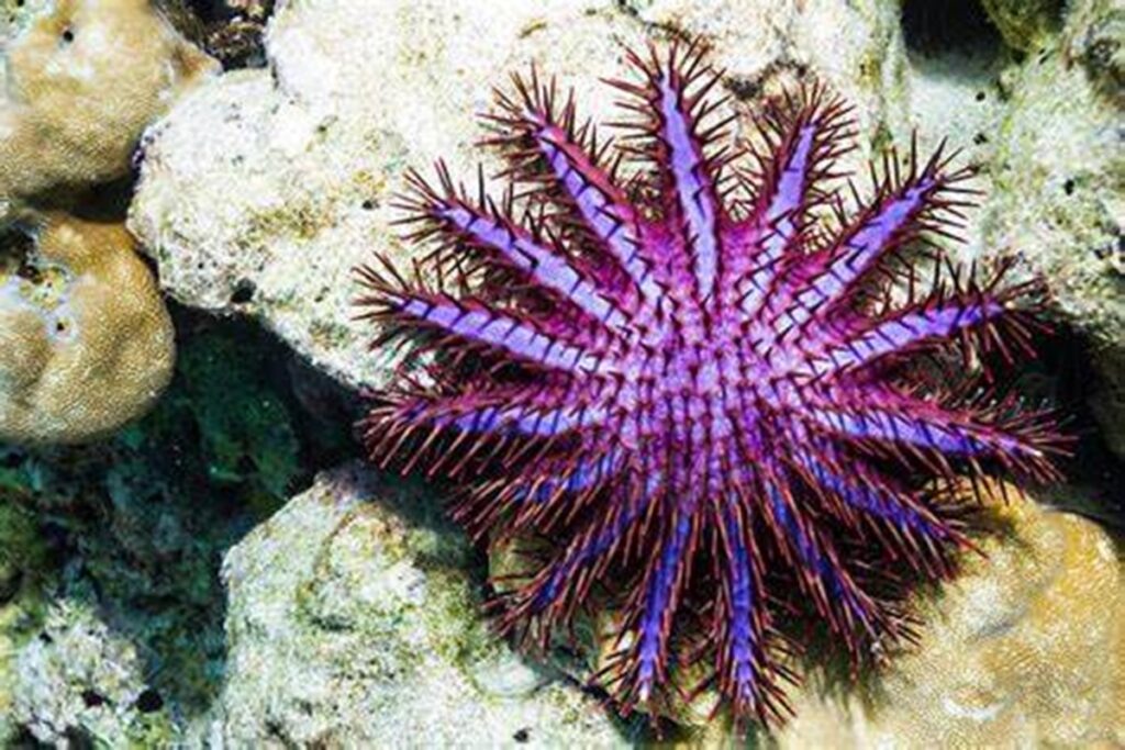 Detectan a feroz depredador destructor de corales