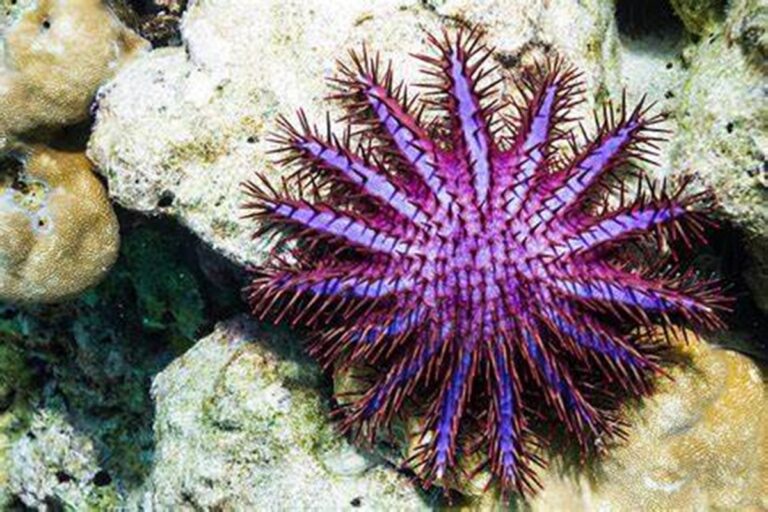 Detectan a feroz depredador destructor de corales