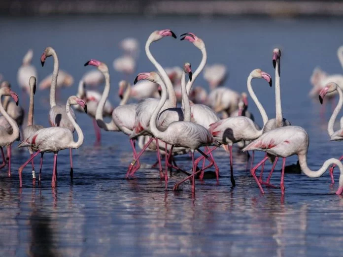 Ecologistas consideran que hay “lagunas” en la Ley de Restauración de la Naturaleza