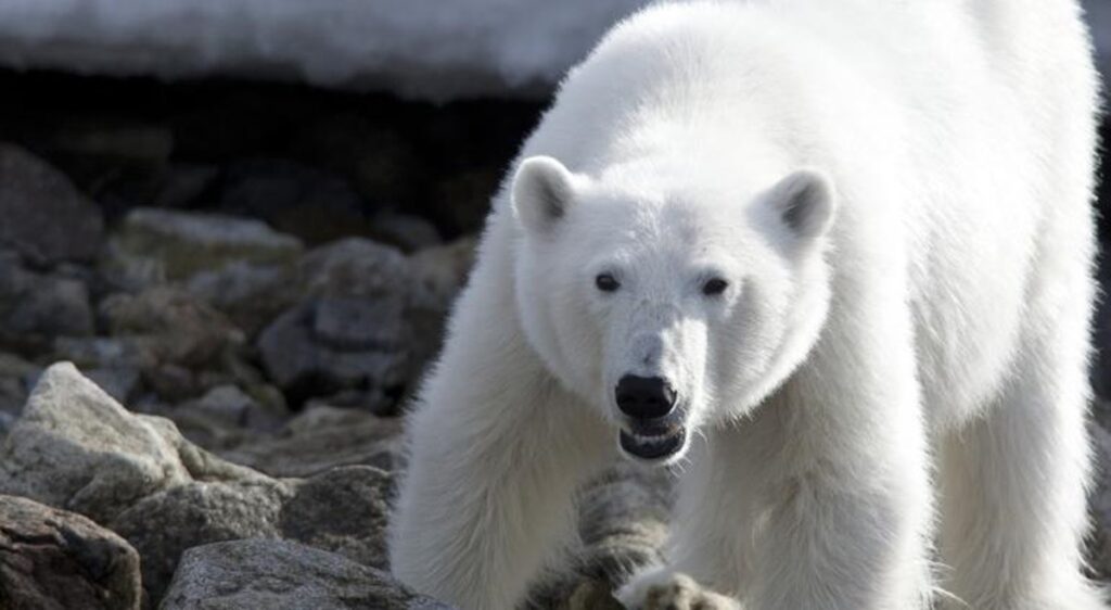 Peligra supervivencia de osos polares por crisis climática