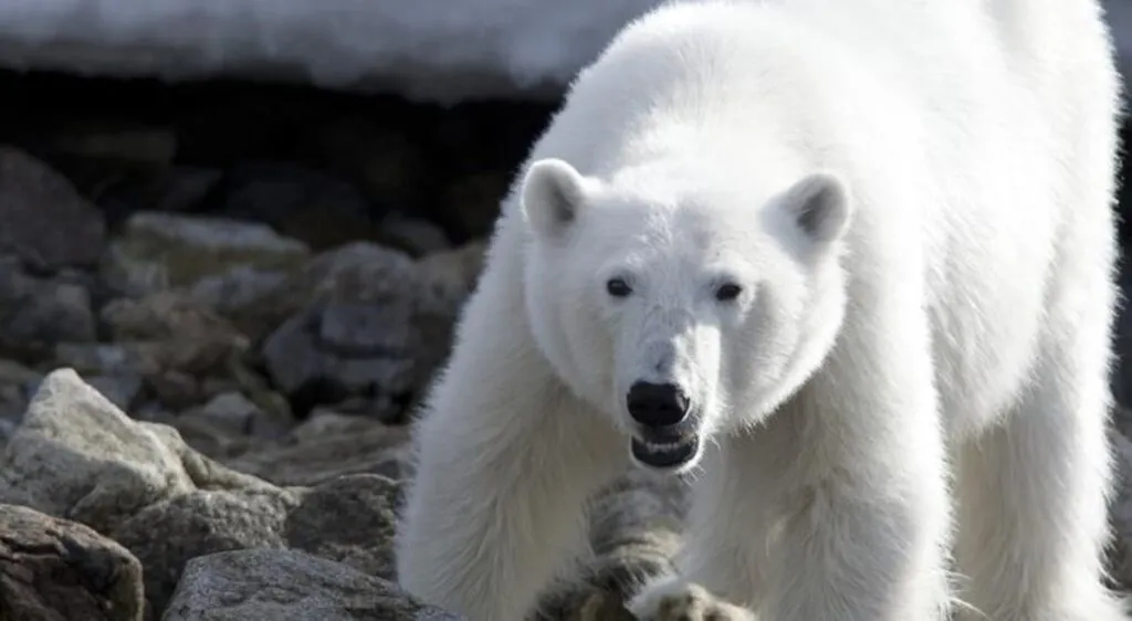 Peligra supervivencia de osos polares por crisis climática