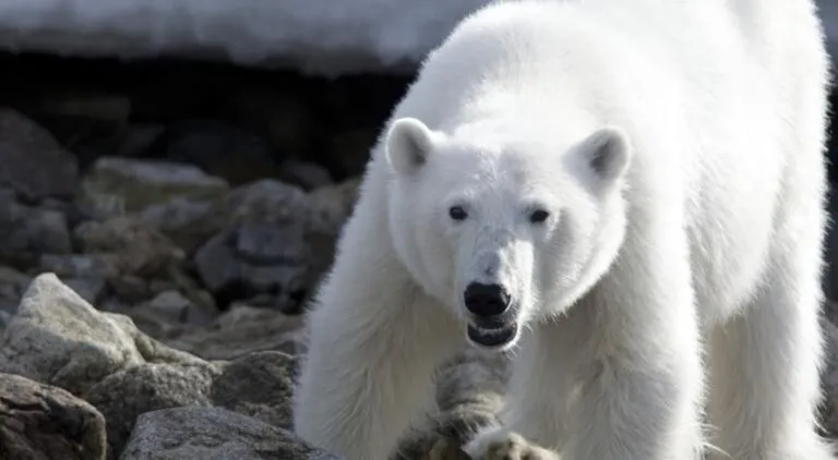 Peligra supervivencia de osos polares por crisis climática