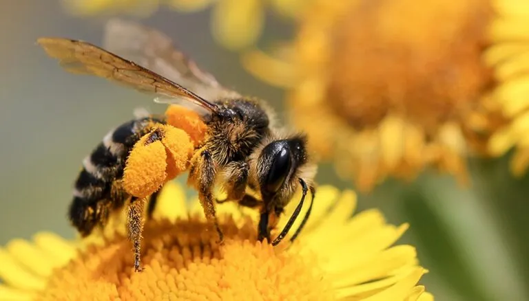 Pesticidas alteran el sentido del olfato de las abejas melíferas