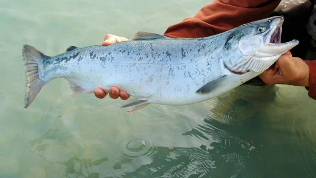 El cambio climático amenaza a un número creciente de especies: UICN