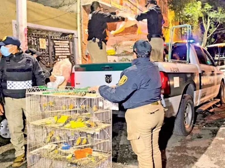 Desarticulan red de tráfico de animales en la Ciudad de México