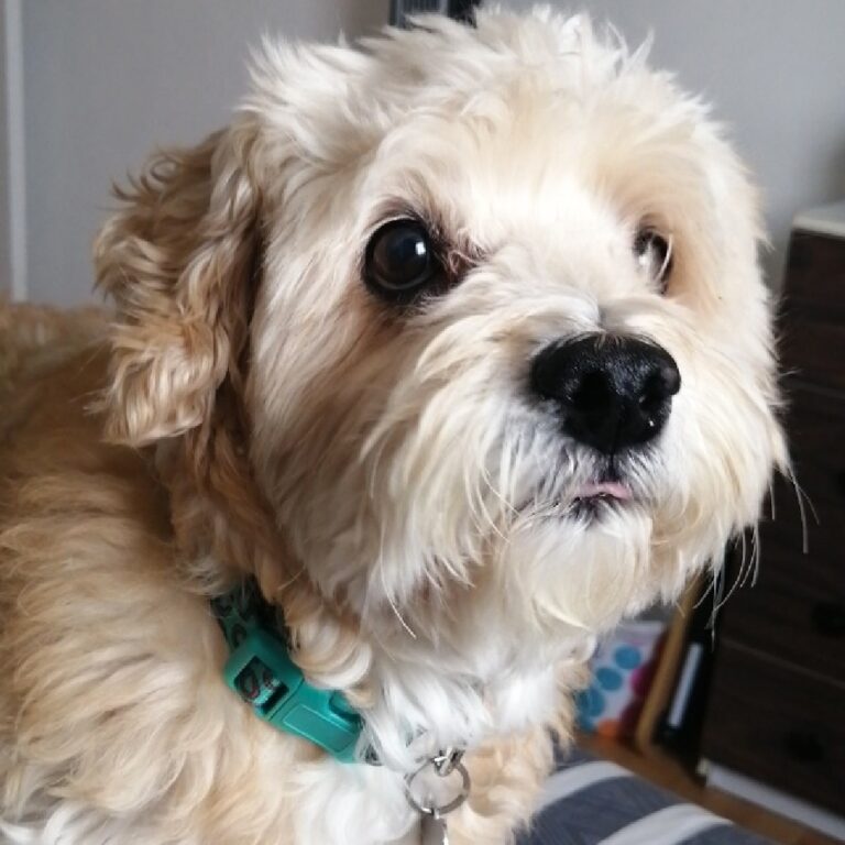 Celebran Día de los Derechos de los Animales