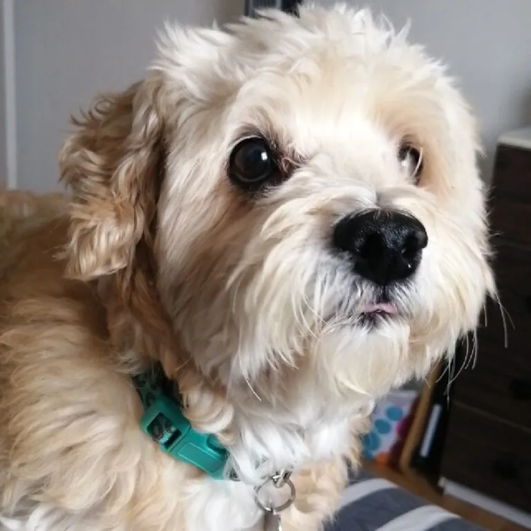 Celebran Día de los Derechos de los Animales