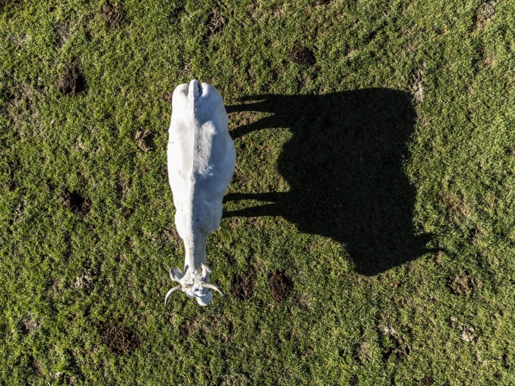 FAO traza vías para reducir emisiones de gases del sector ganadero