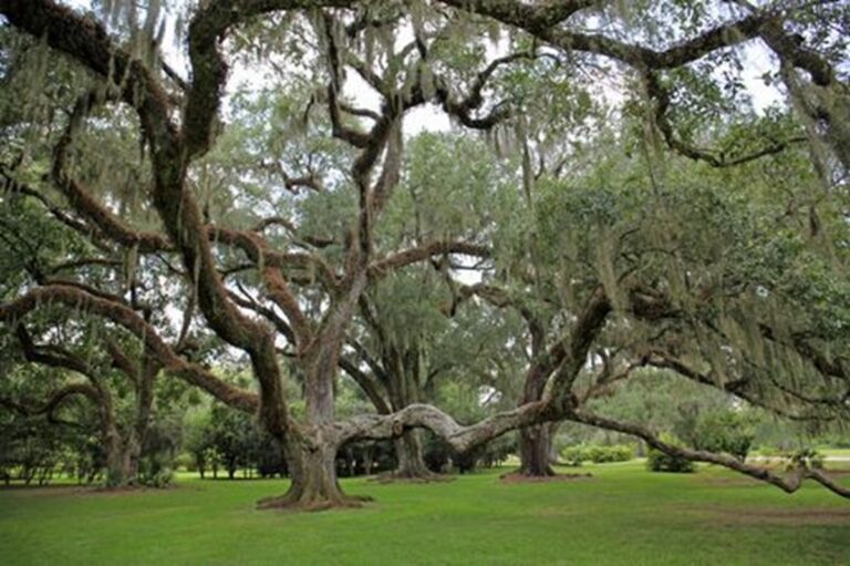 Árboles están huyendo; la migración silenciosa del planeta