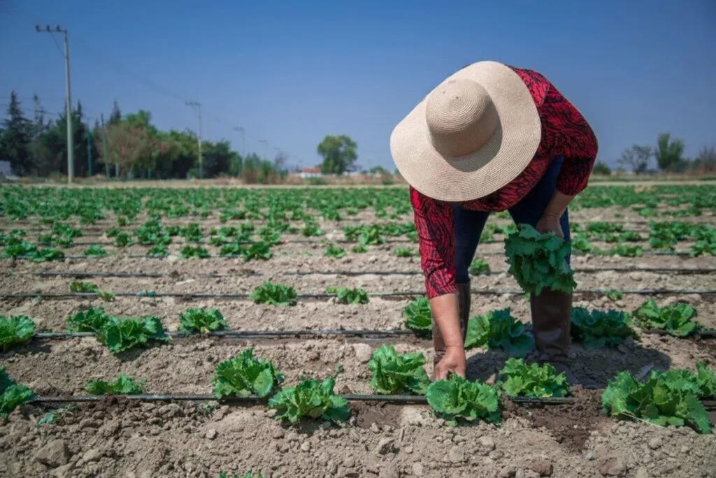 México pondrá en marcha plan piloto de sustentabilidad alimentaria