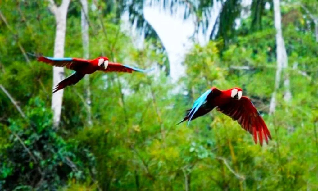 Identifican problemas preocupantes para conservación de la biodiversidad