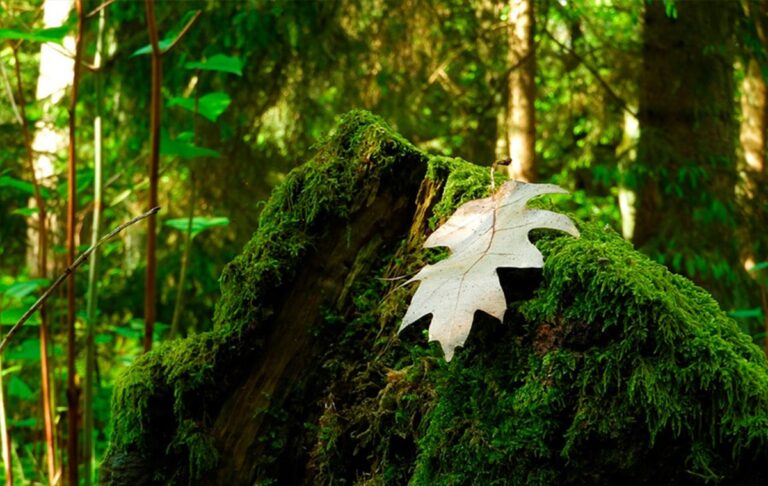 Los musgos y la Navidad ¿incompatibles?