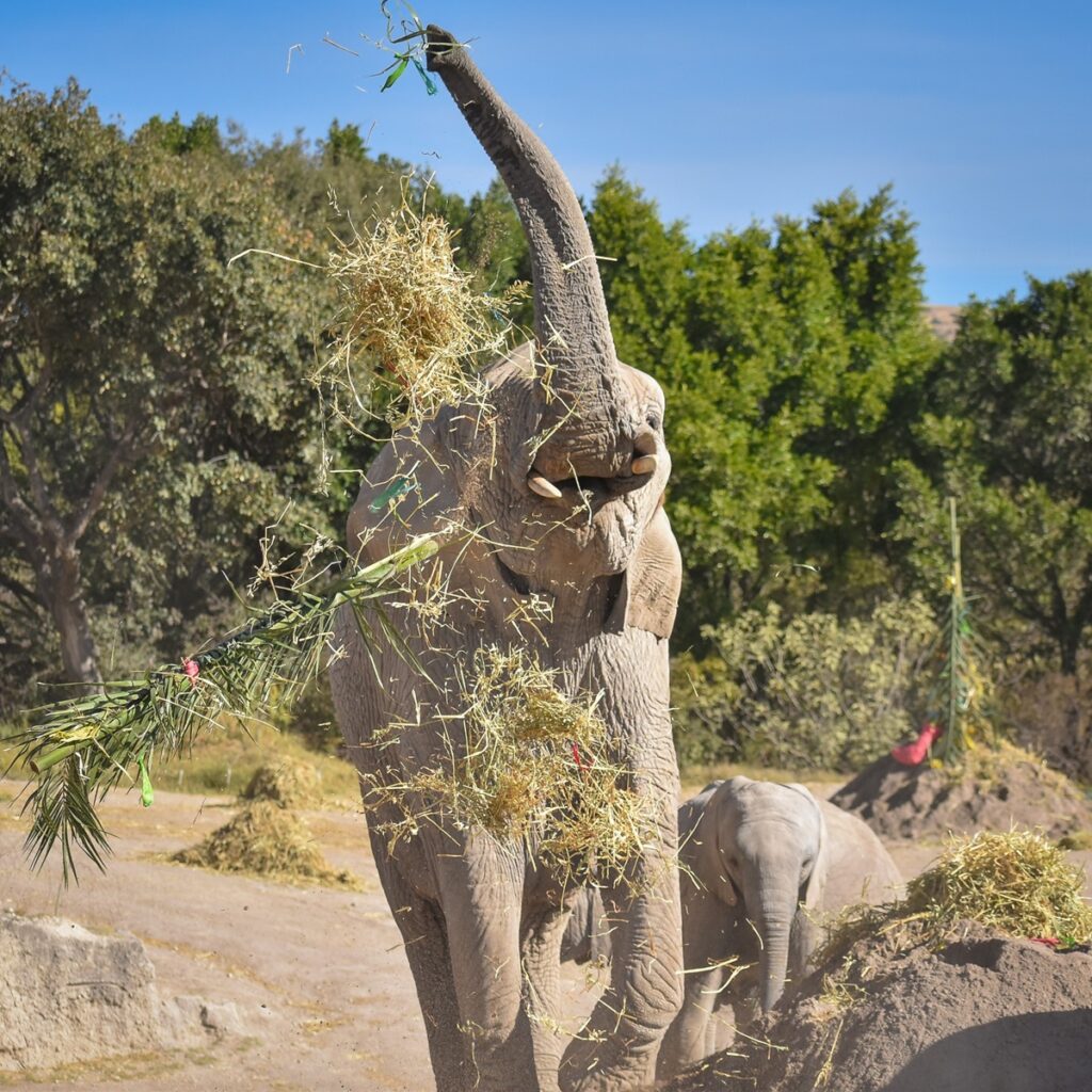 Transforman pinos naturales en abono para animales