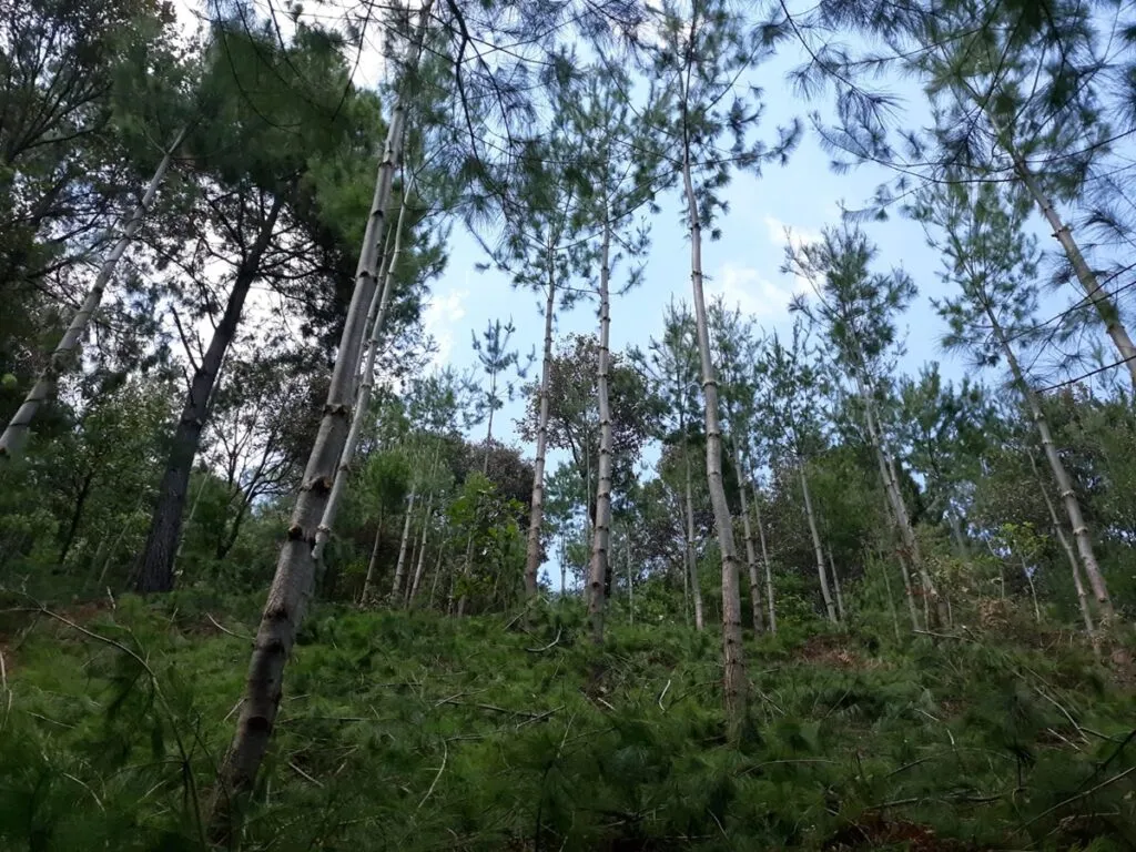 Comunidades indígenas de Oaxaca venden aire limpio a industrias