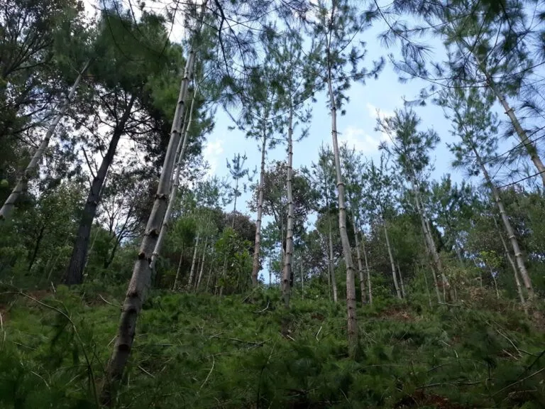 Comunidades indígenas de Oaxaca venden aire limpio a industrias