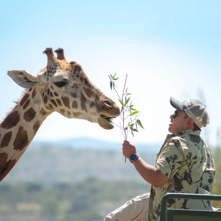 Revelan cosas importantes de jirafas como Benito