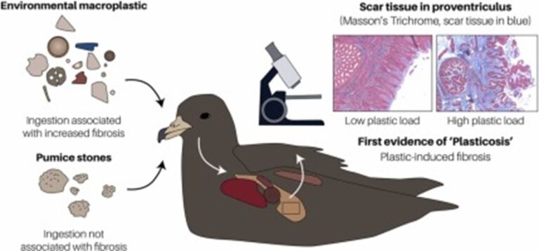 Investigadores descubren un mal llamado plasticosis