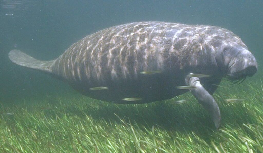 Surgen guardianes para rescatar manatíes en Colombia