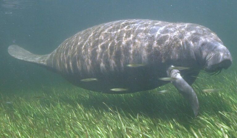 Surgen guardianes para rescatar manatíes en Colombia