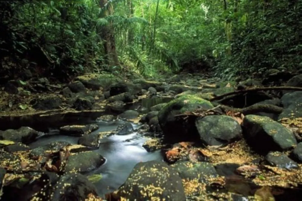 Hallan fósiles de un sorprendente bosque de manglar petrificado