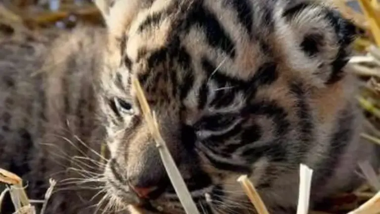 Nace tigresa de Sumatra, especie en grave riesgo de extinción