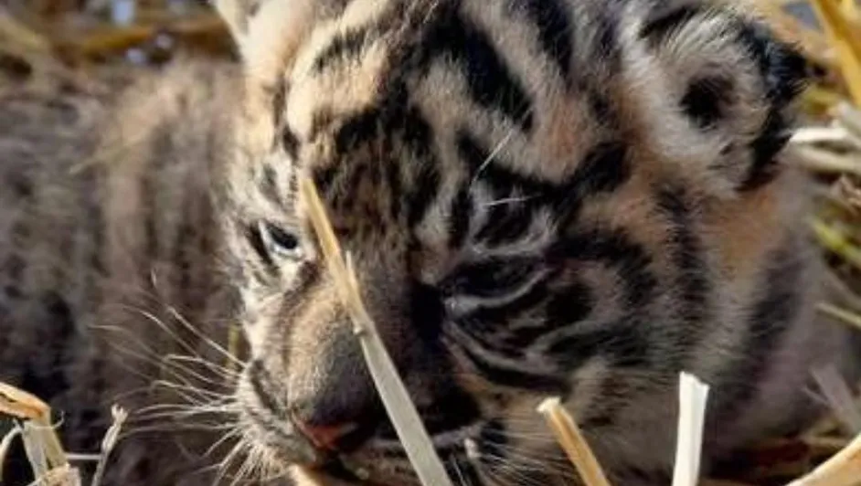 Nace tigresa de Sumatra, especie en grave riesgo de extinción