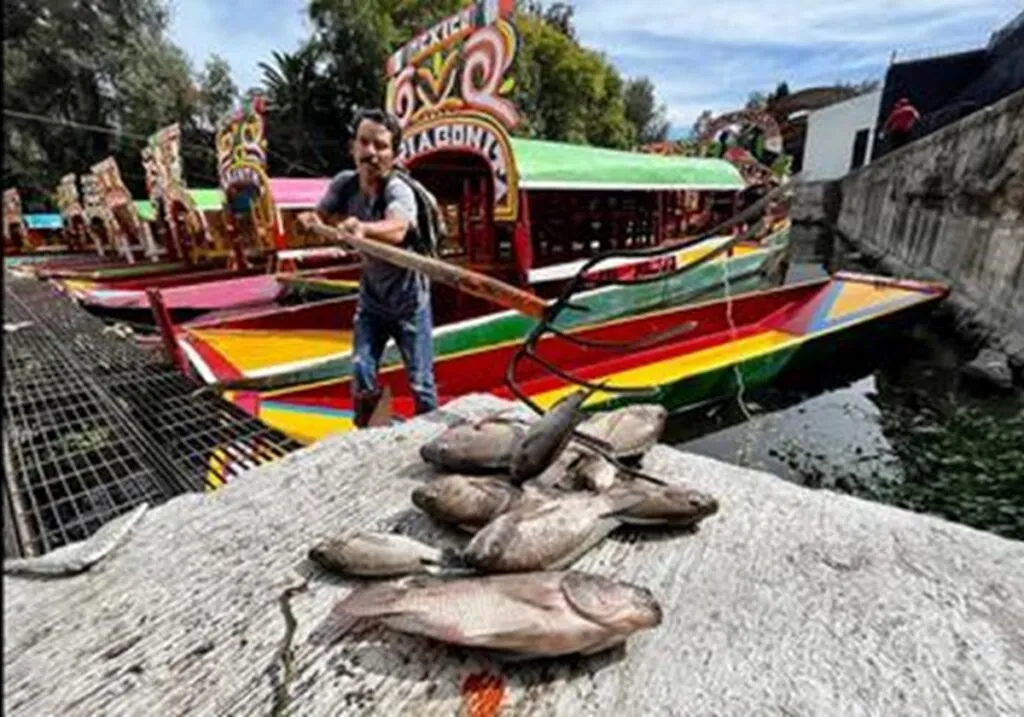 Mueren alrededor de 500 peces en lago Xochimilco