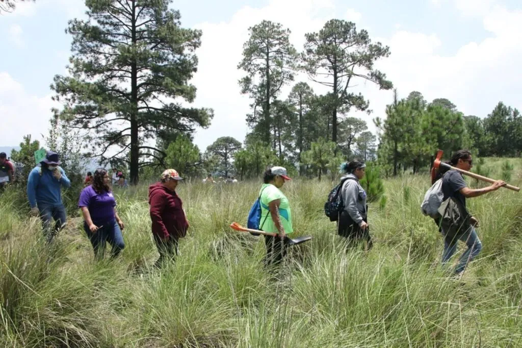 Autoridades unen esfuerzos contra tala ilegal en Tlalpan