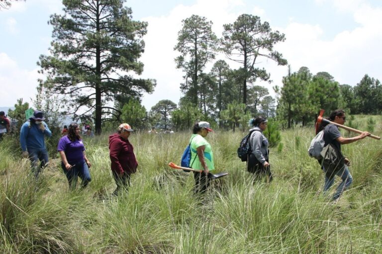 Autoridades unen esfuerzos contra tala ilegal en Tlalpan