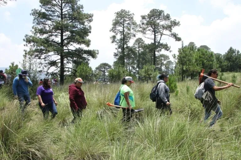 Autoridades unen esfuerzos contra tala ilegal en Tlalpan